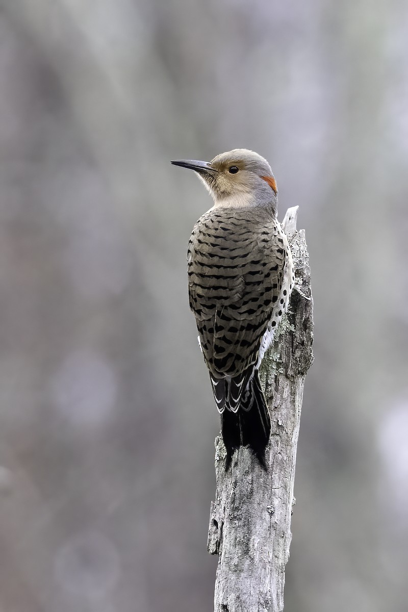 Northern Flicker - ML400888271