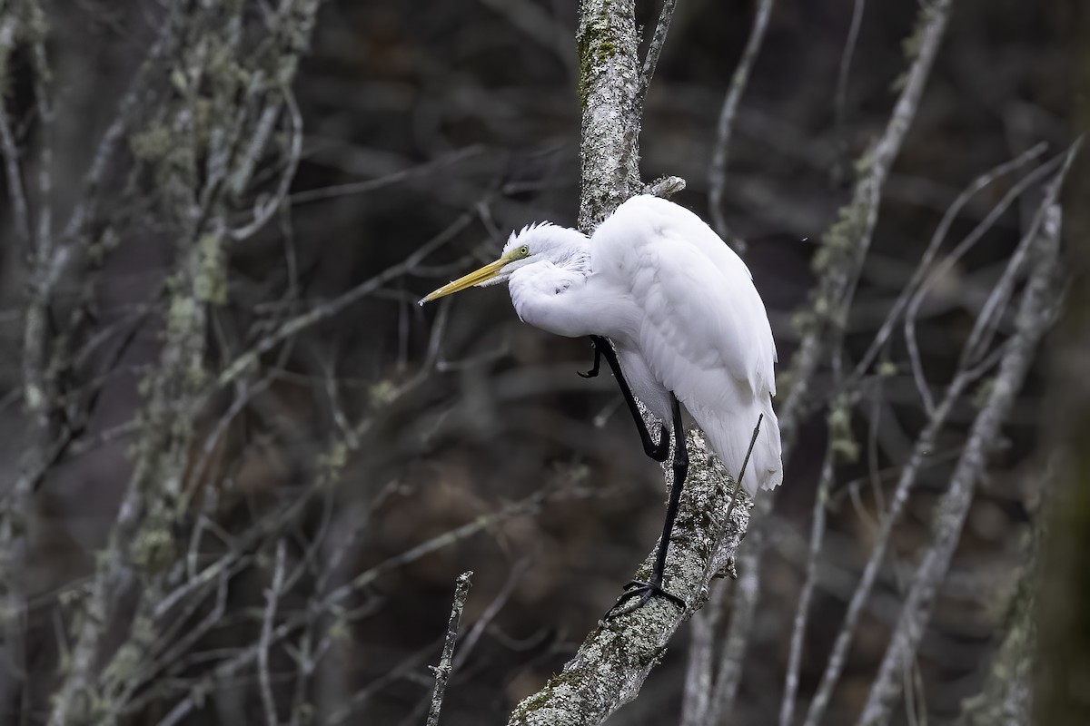Great Egret - ML400888341