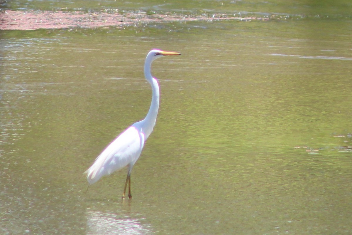 Great Egret (modesta) - ML400888571