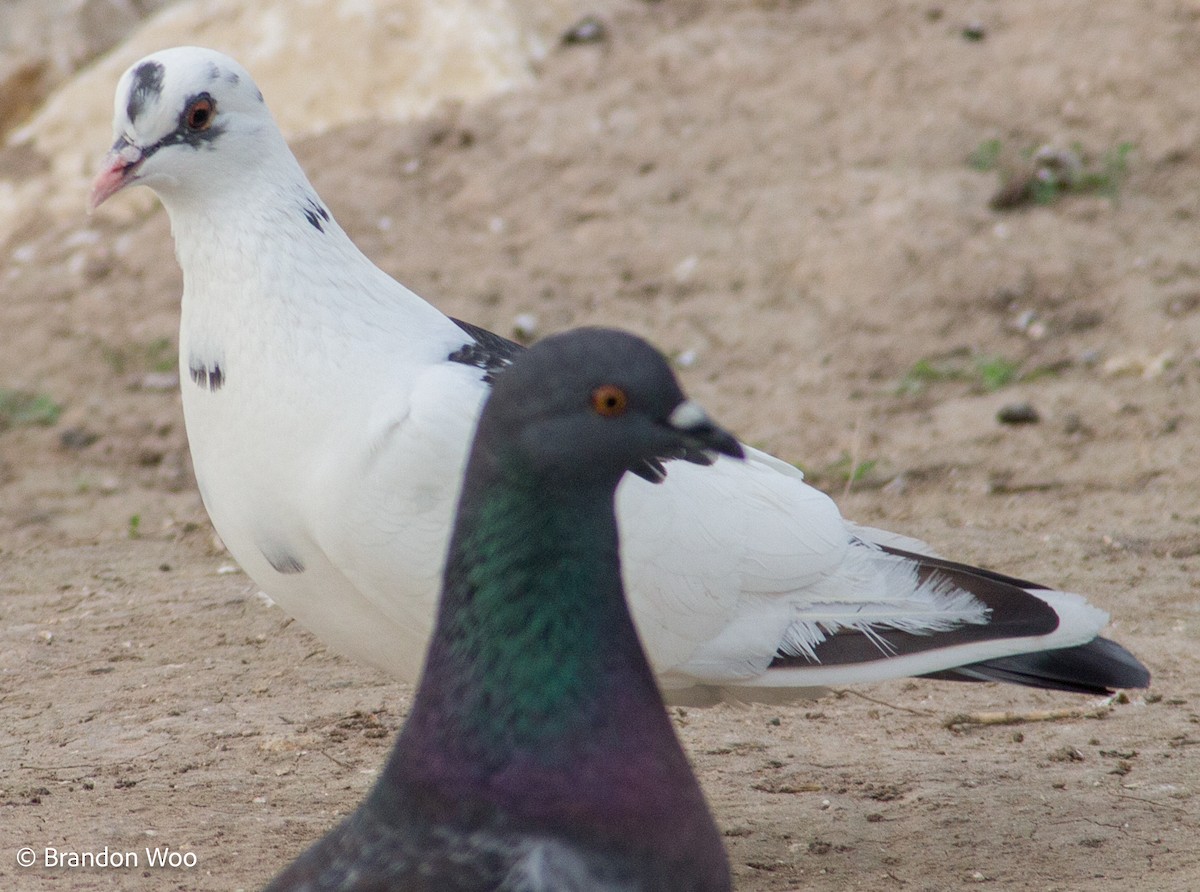 Rock Pigeon (Feral Pigeon) - ML400888901