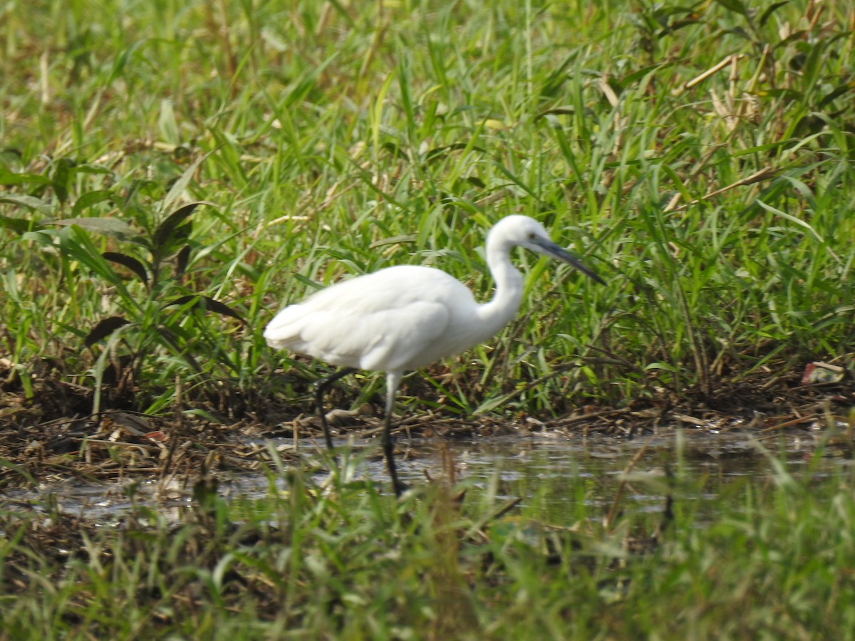 Little Egret - ML400890031