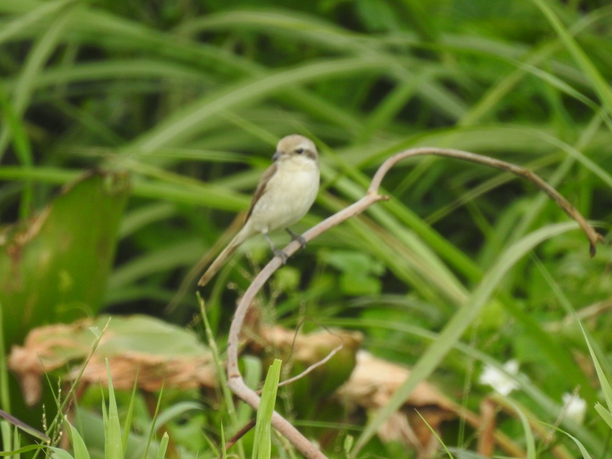 Brown Shrike - ML400890301