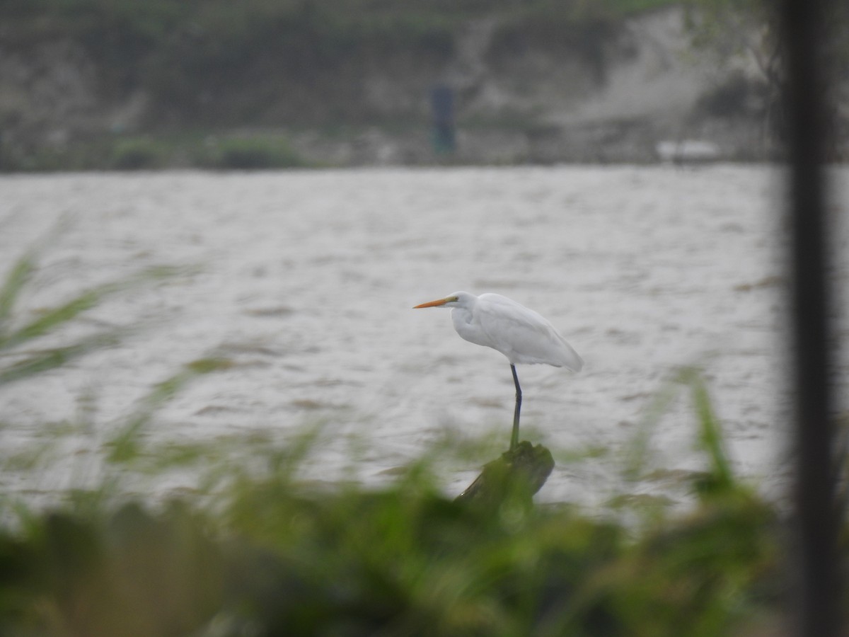 Great Egret - ML400890441