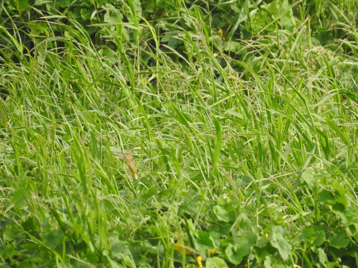 Yellow Bittern - ML400890571