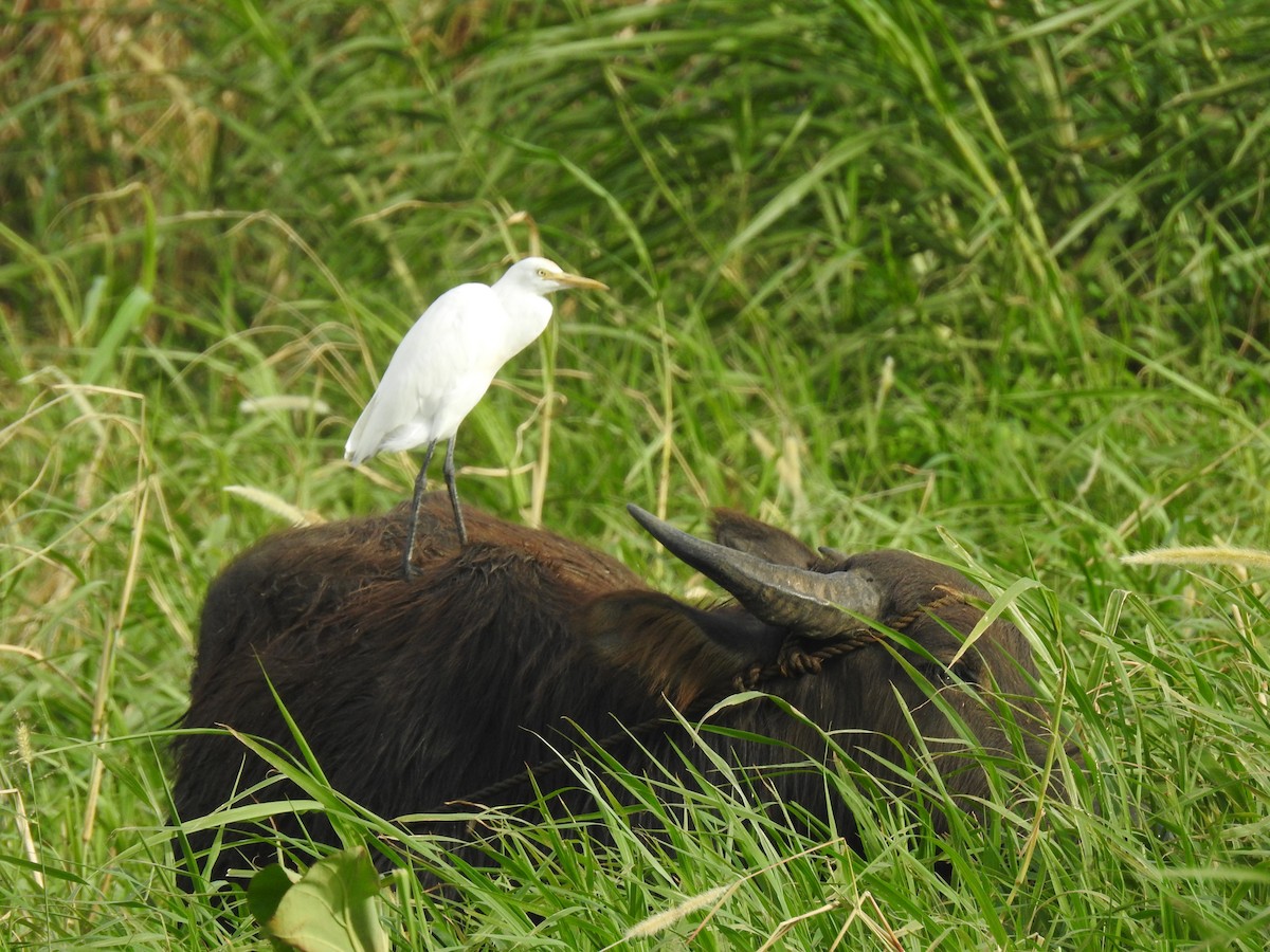 Eastern Cattle Egret - ML400890701