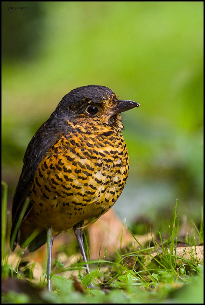 Undulated Antpitta - ML400890951