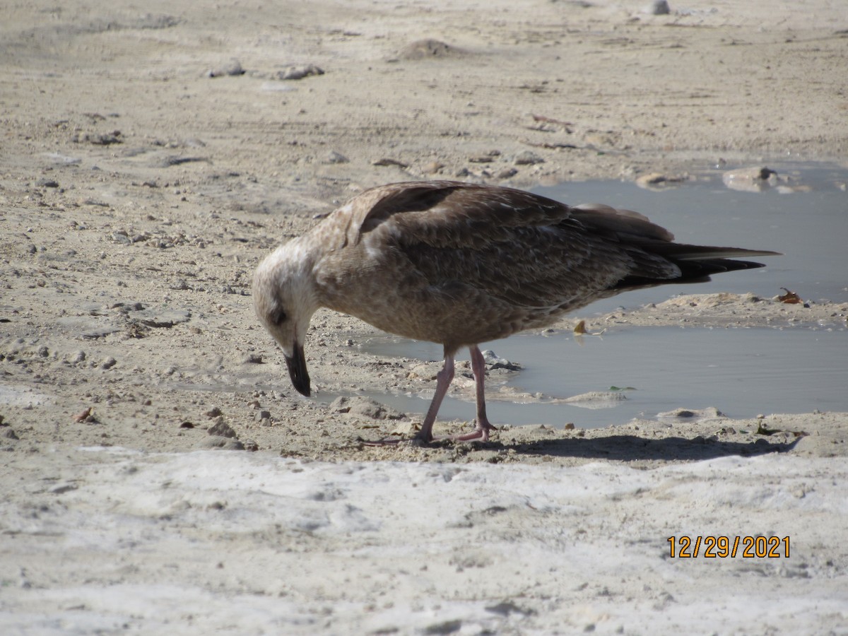 Herring Gull - ML400895031