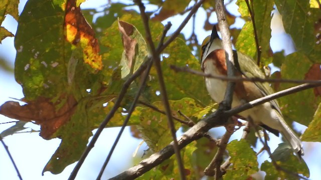 Chestnut-sided Shrike-Vireo - ML400895171