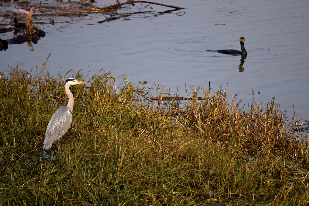 Garza Real - ML40089581