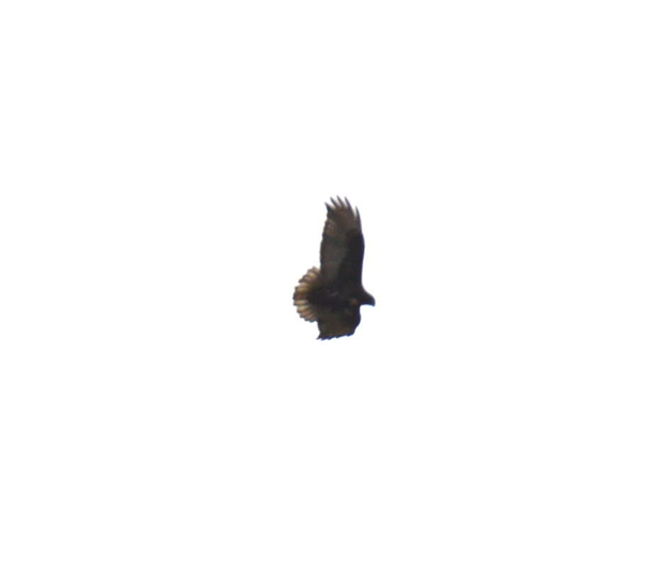 rødhalevåk (calurus/alascensis) - ML400898711