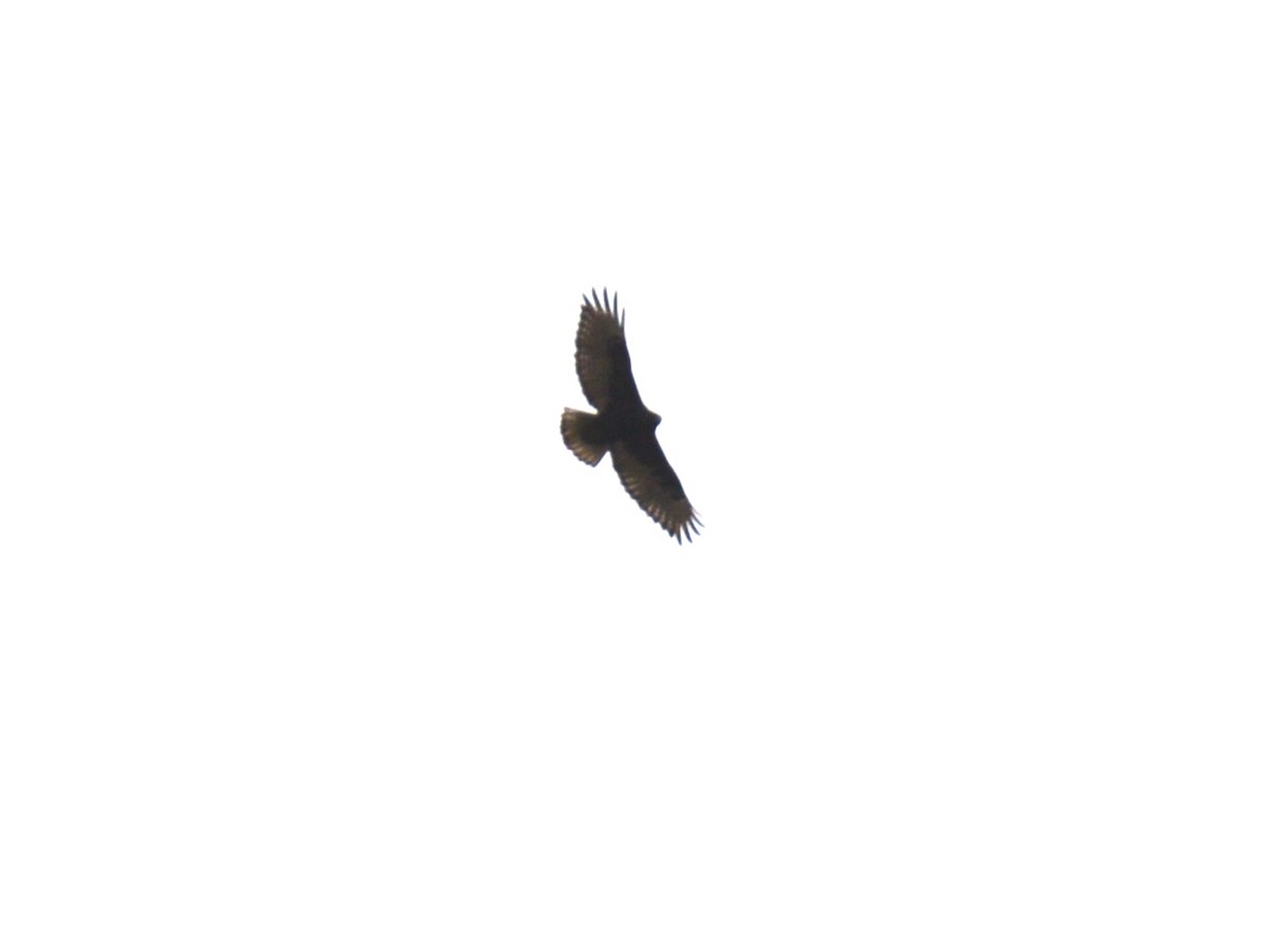 Red-tailed Hawk (calurus/alascensis) - ML400898721