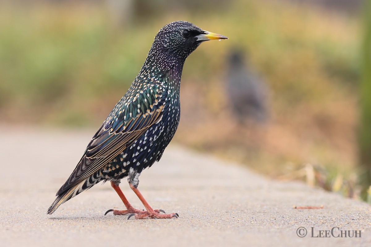 זרזיר מצוי - ML400898741
