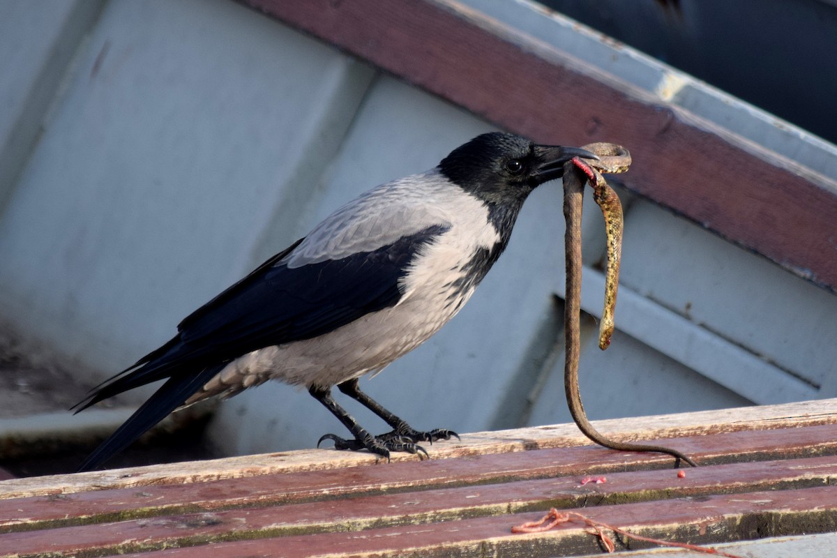 Hooded Crow - ML40089901