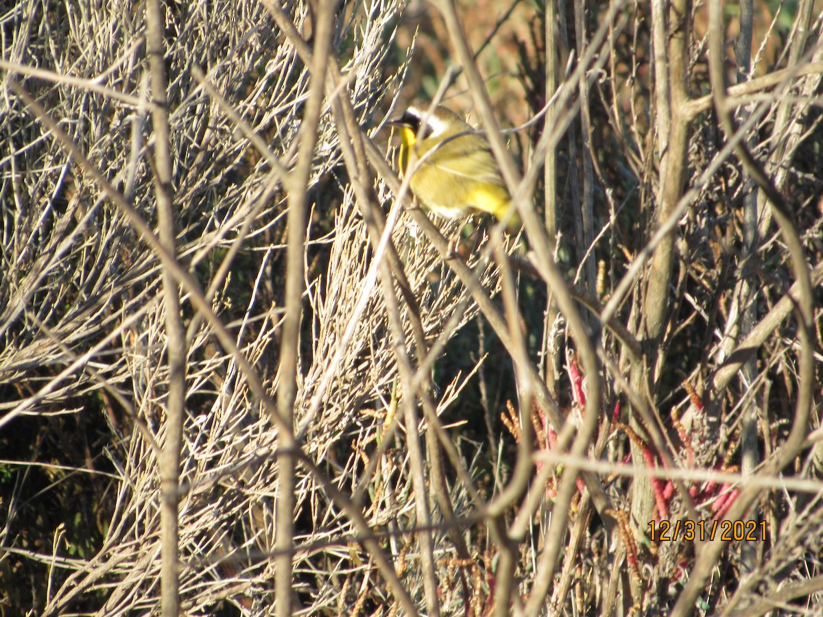 Common Yellowthroat - ML400901371