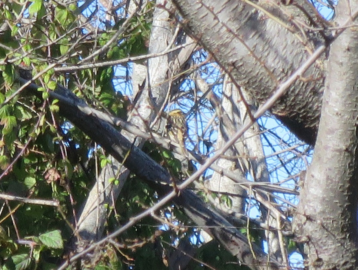 Black-headed Grosbeak - ML400903211