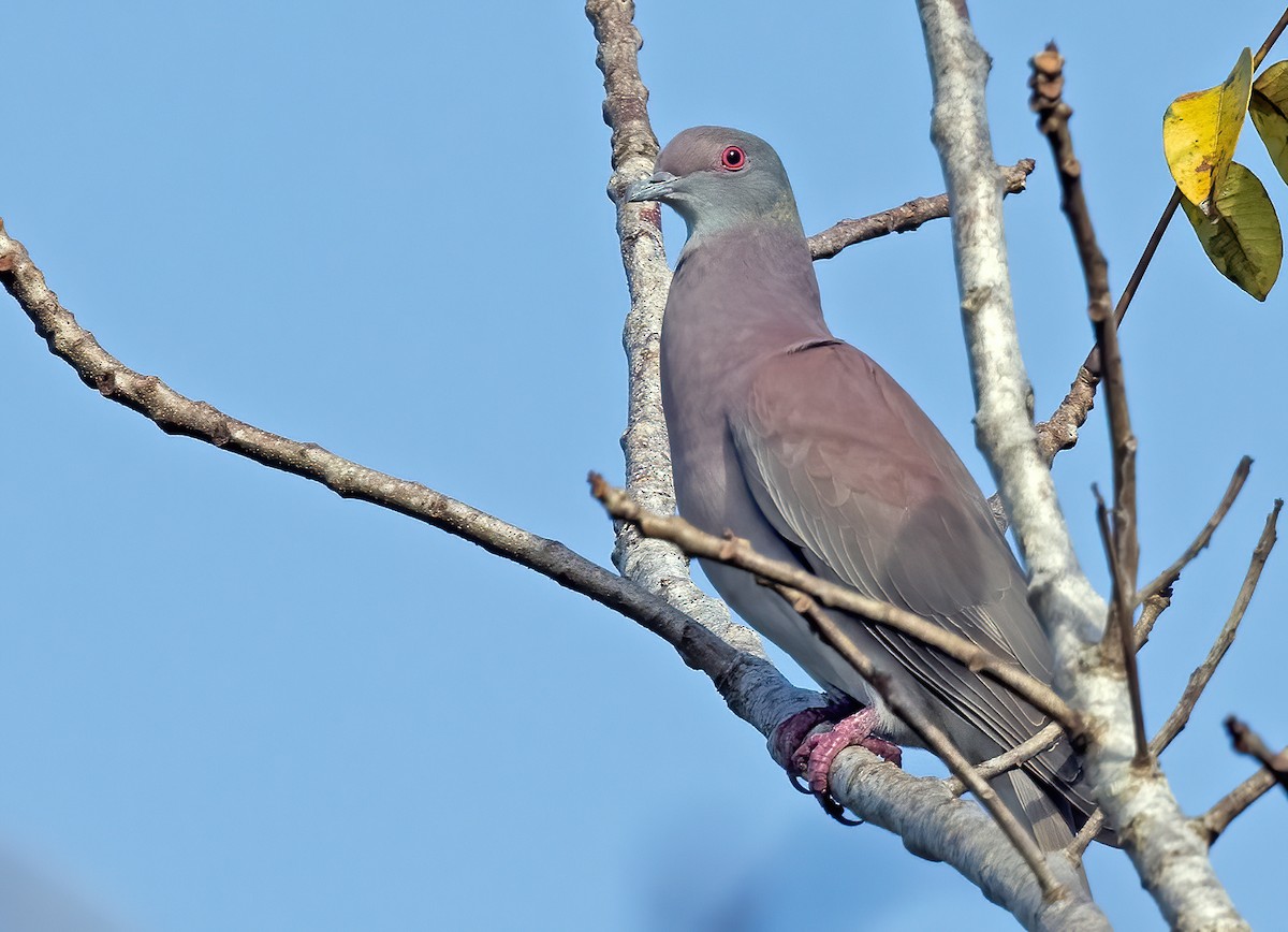 Pale-vented Pigeon - Tammy McQuade