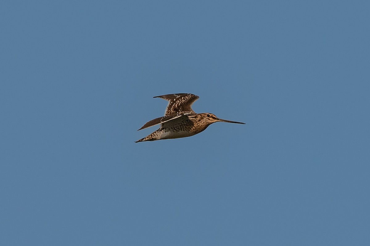 Common Snipe - ML400905301