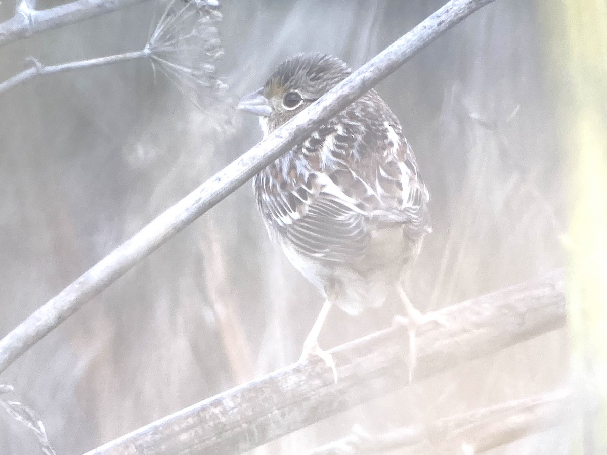 Grasshopper Sparrow - ML400905881