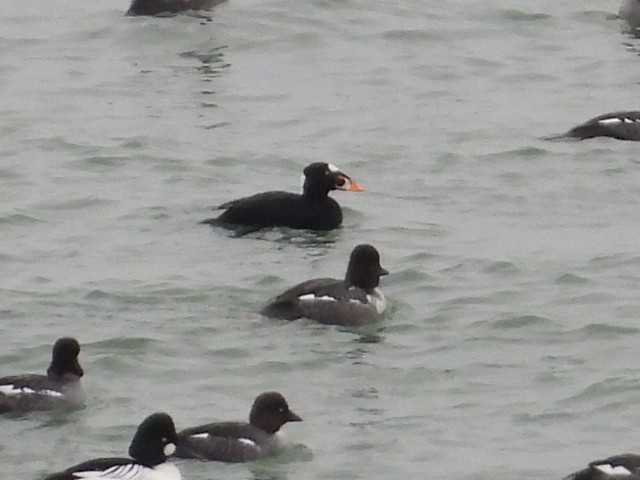 Surf Scoter - ML400906001