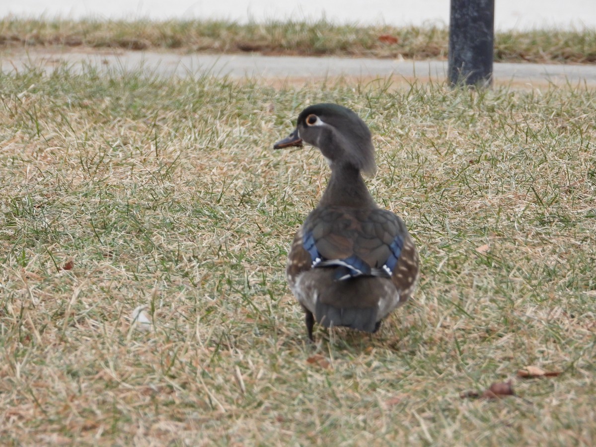 kachnička karolínská - ML400906491