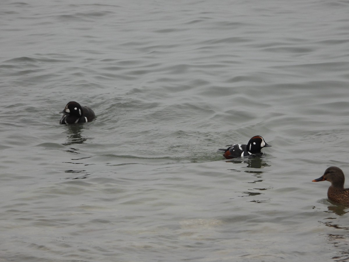 kačka strakatá - ML400906681