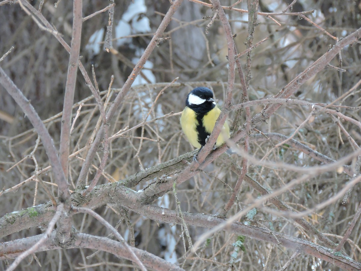 Great Tit - Boris Georgi