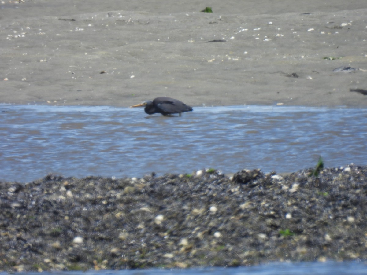 Pacific Reef-Heron - ML400907131