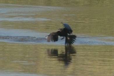 Cormorán Africano - ML400907791