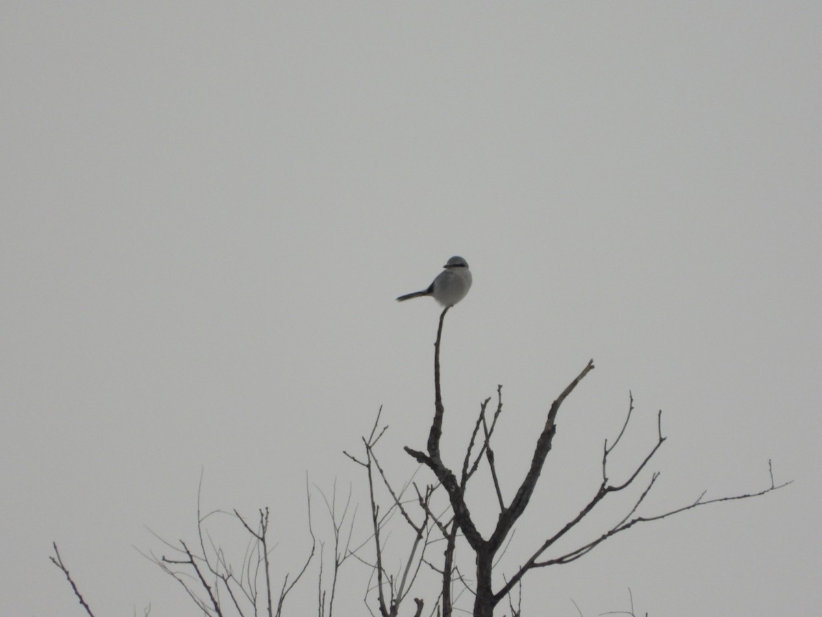 ťuhýk severní - ML400907811