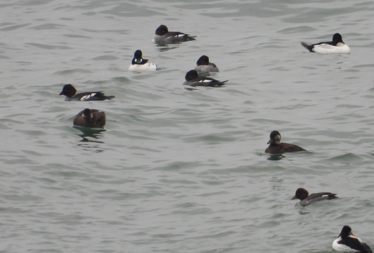 Black Scoter - ML400908041