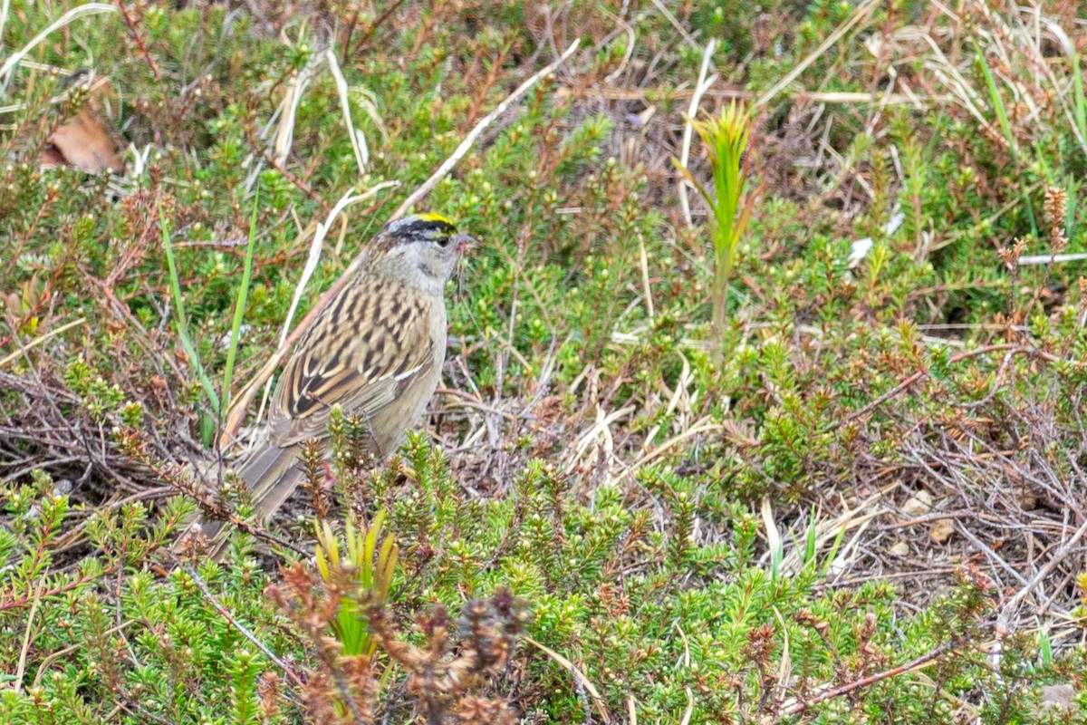 Golden-crowned Sparrow - ML400908141