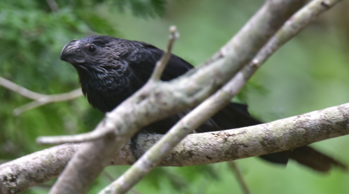 Groove-billed Ani - ML400908181