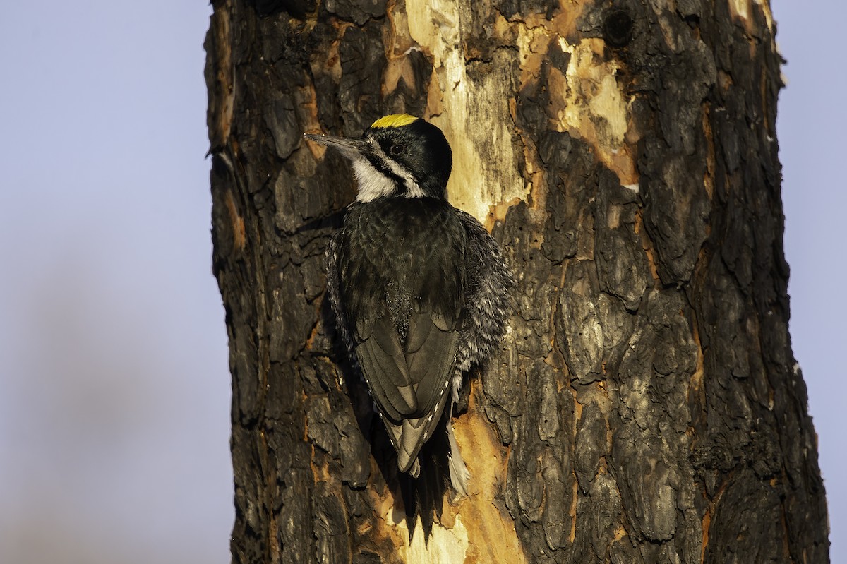 Black-backed Woodpecker - ML400910431