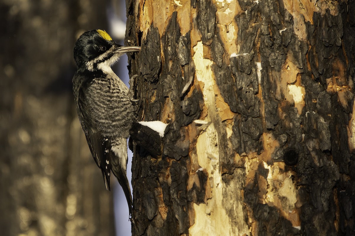 Black-backed Woodpecker - ML400910441