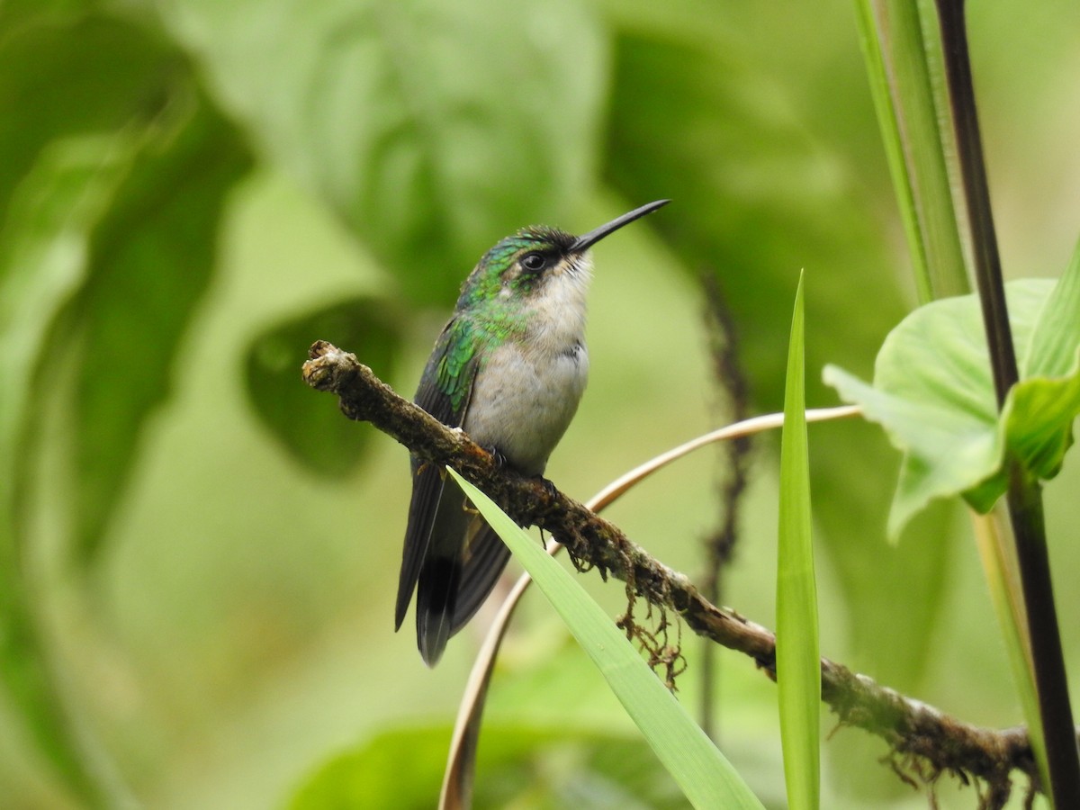 Puerto-Rico-Smaragdkolibri - ML40091231