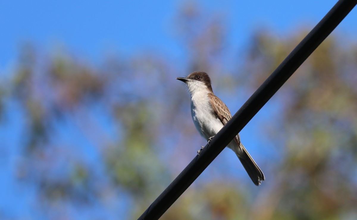 Loggerhead Kingbird - ML400912601