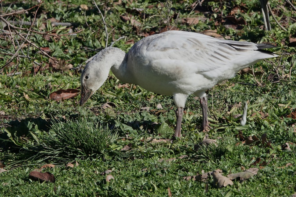 Snow Goose - Larry Jordan