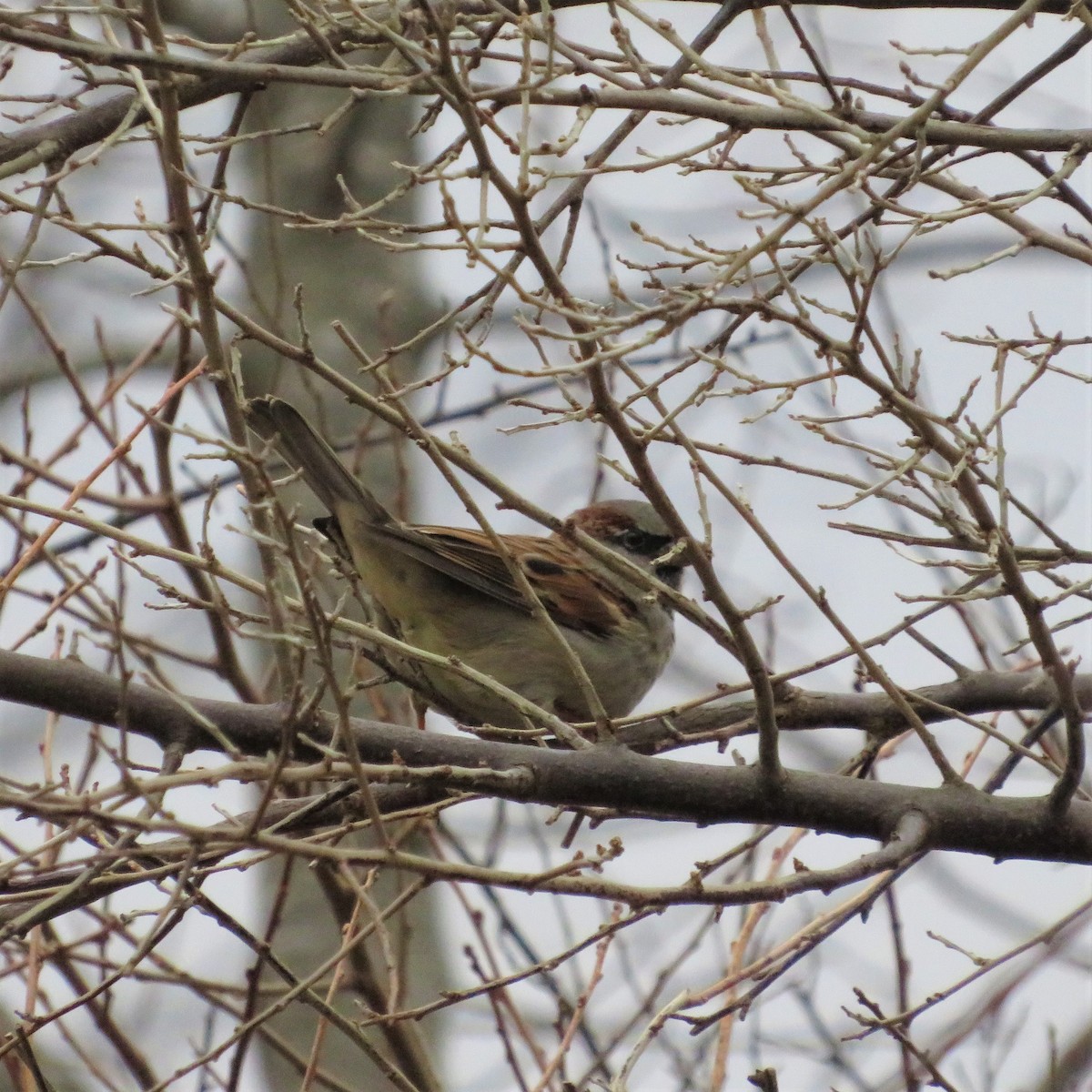 Оронгийн бор шувуу - ML400913361