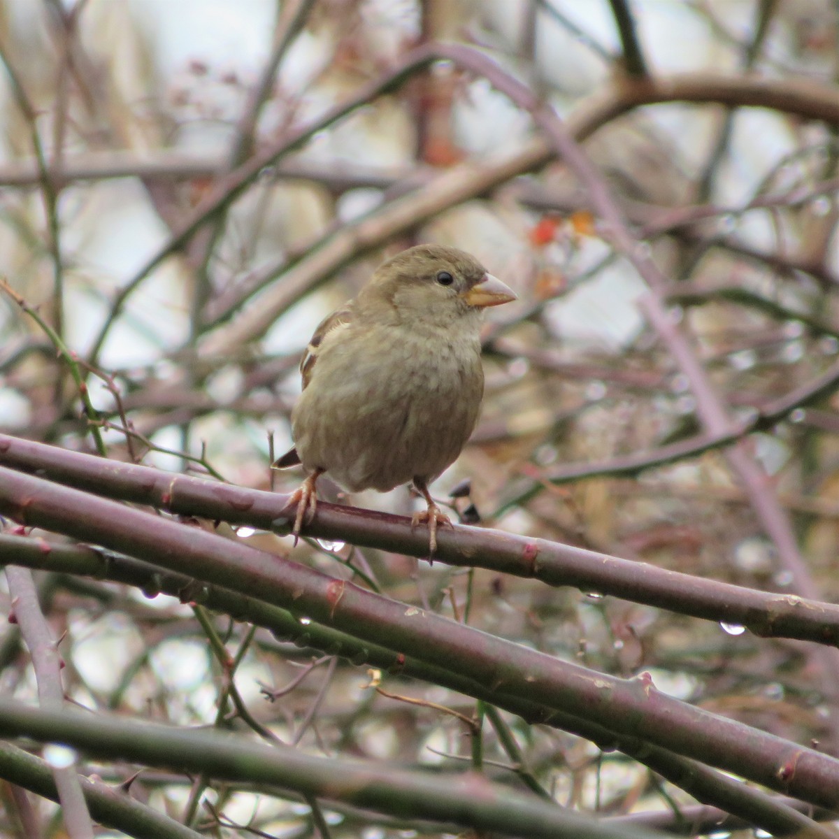 Оронгийн бор шувуу - ML400913381