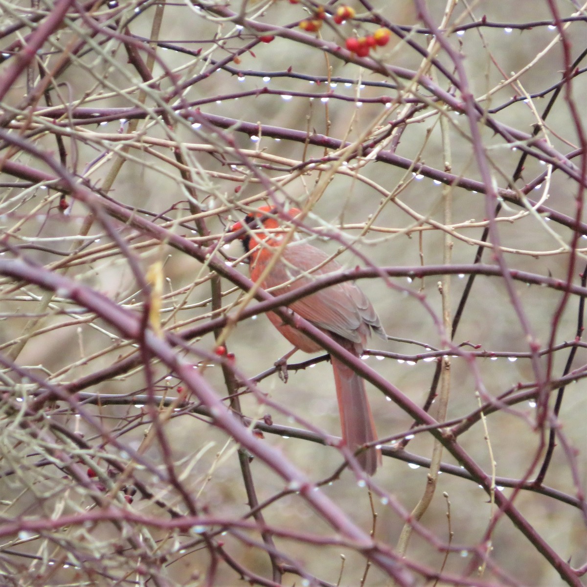 Northern Cardinal - ML400913431