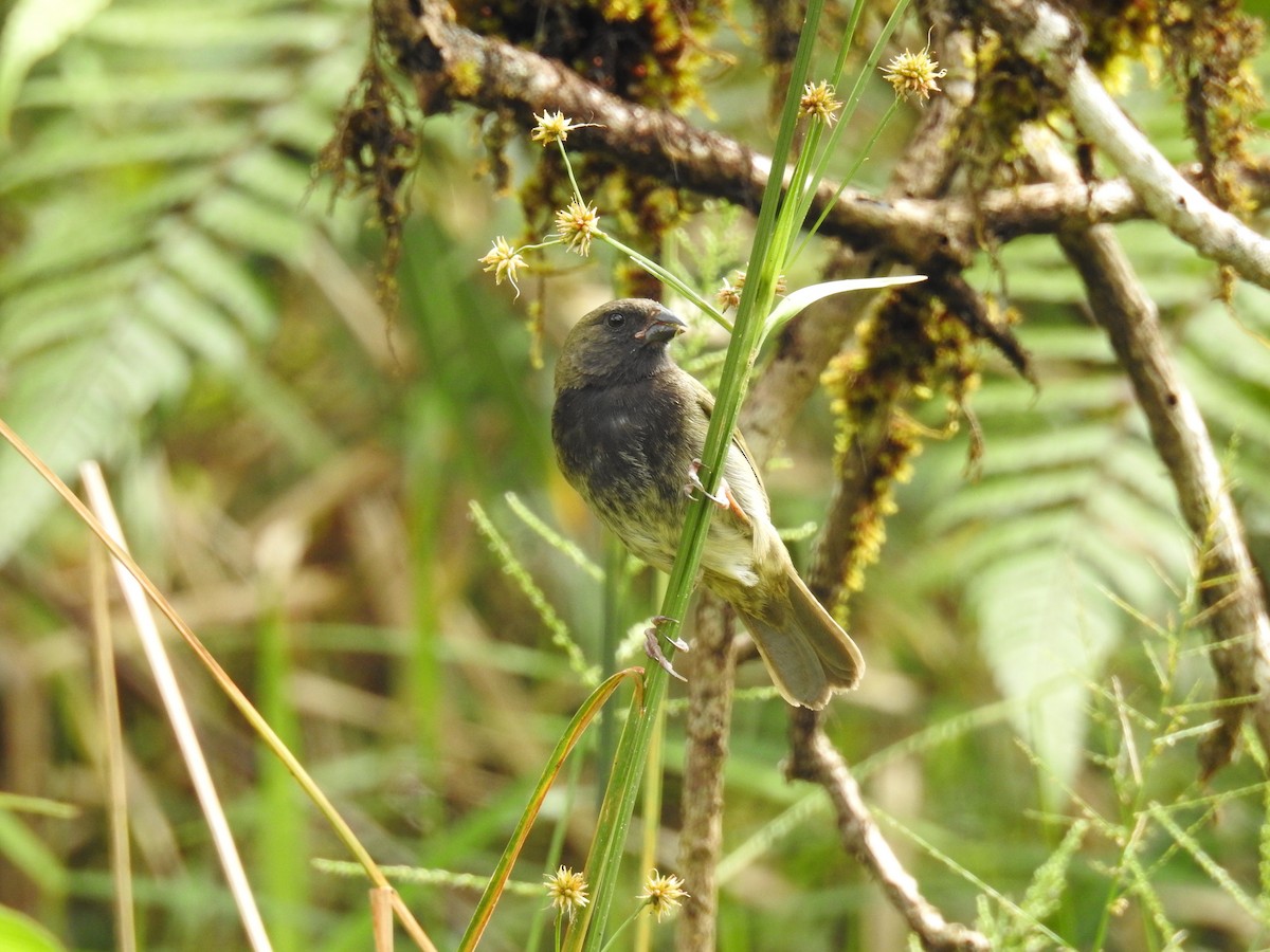 Black-faced Grassquit - ML40091351