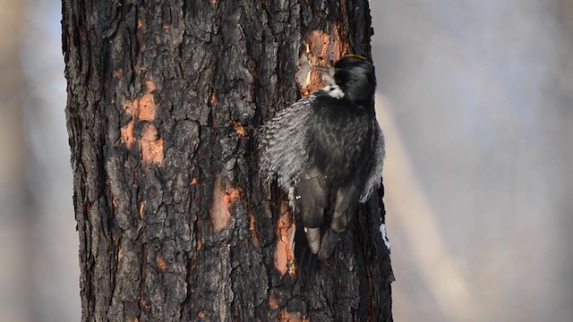 Black-backed Woodpecker - ML400914431