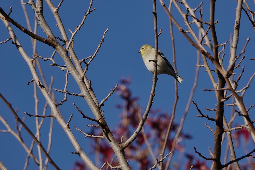 American Goldfinch - ML400914791