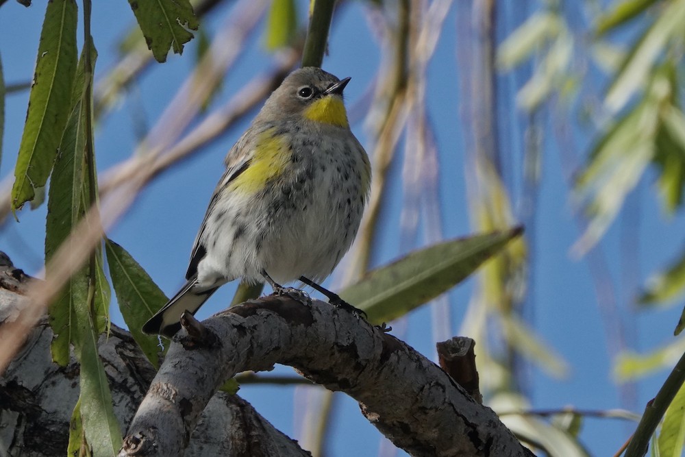 Yellow-rumped Warbler - ML400915781