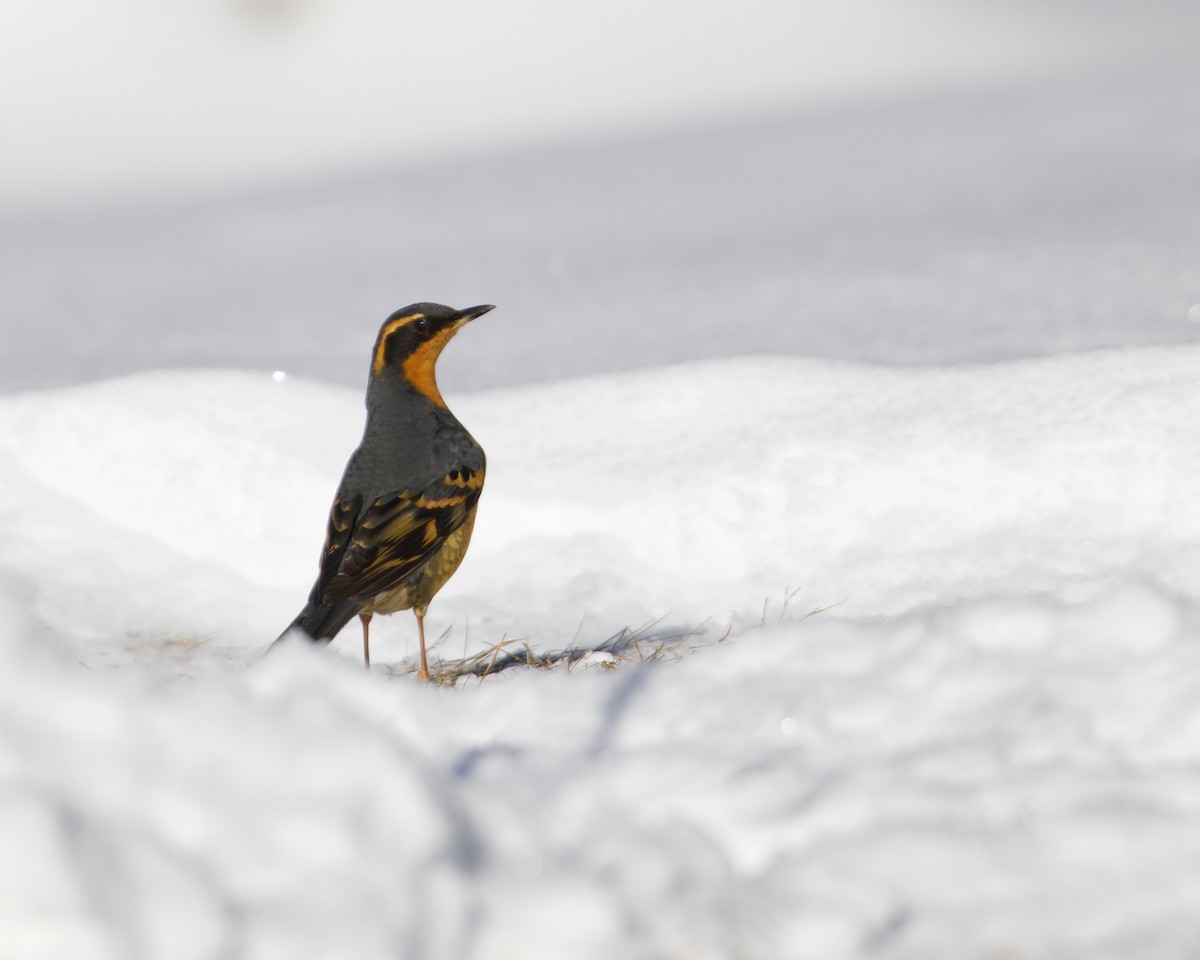 Varied Thrush - ML400916011