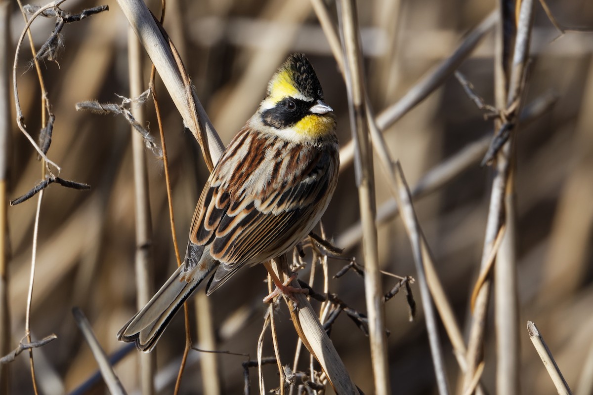 Yellow-throated Bunting - Robert Cousins