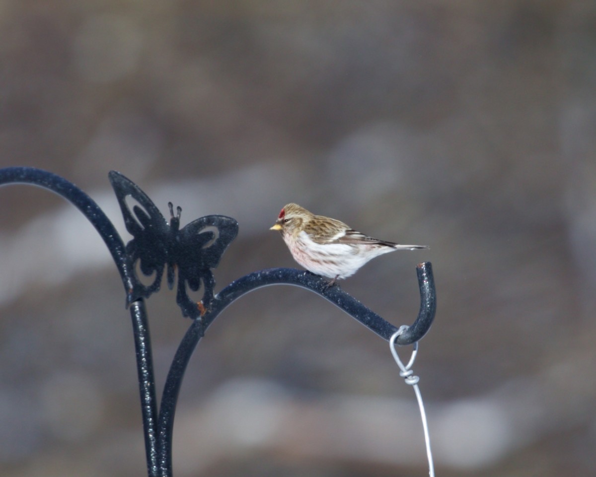 Common Redpoll - ML400917931