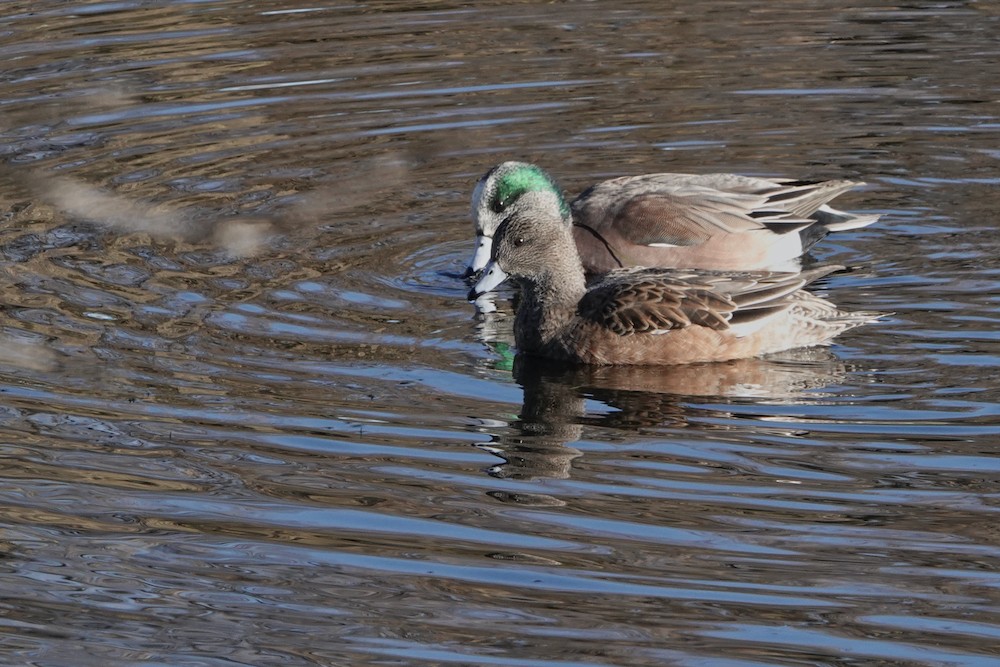 American Wigeon - ML400920561