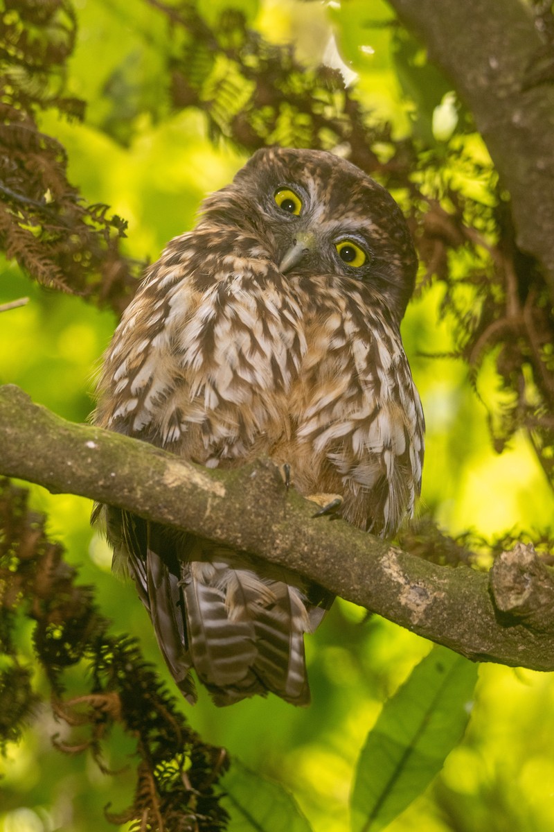 Morepork - ML400920621