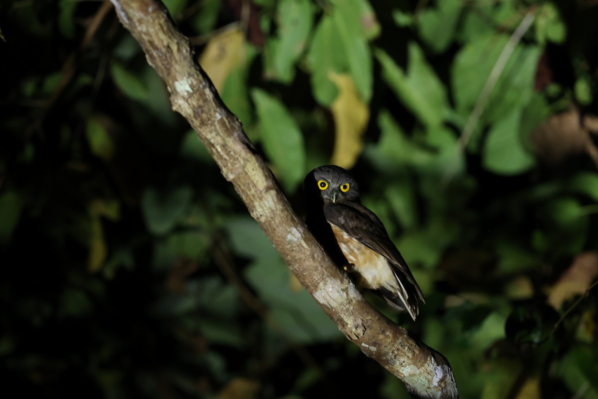 Андаманская иглоногая сова - ML400920871
